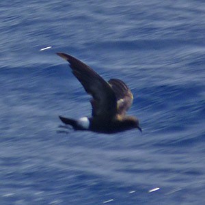 Wilson's Storm-petrel - Oceanites oceanicus © John Muddeman